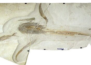 سمكة قرش قديمة مجنحة في المكسيك