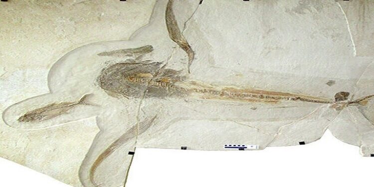 سمكة قرش قديمة مجنحة في المكسيك