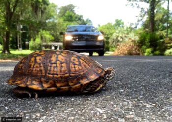 أميركا .. سلحفاة طائرة تتسبب بجروح لسيدة سبعينية