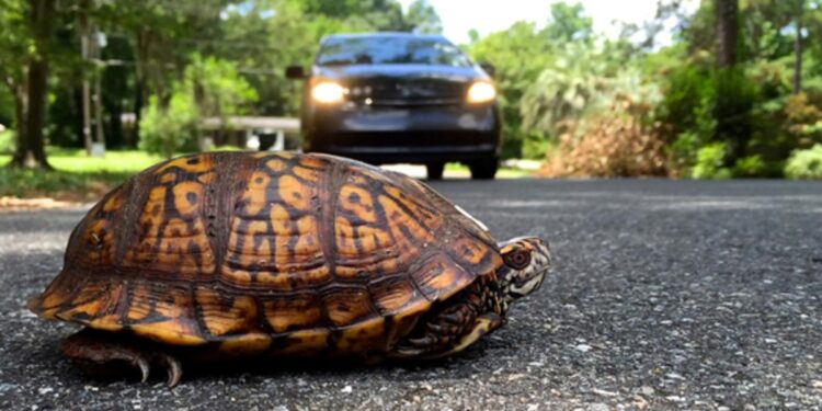 أميركا .. سلحفاة طائرة تتسبب بجروح لسيدة سبعينية