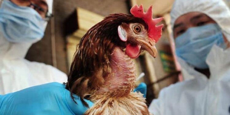 أول إصابة بشرية بإنفلونزا الطيور في الصين