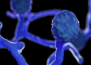 العراق .. تسجيل حالة وفاة بالفطر الأسود..