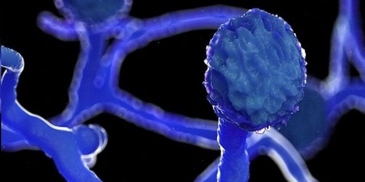 العراق .. تسجيل حالة وفاة بالفطر الأسود..