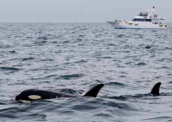 حيتان قاتلة تهاجم يختا وتحاول إغراقه