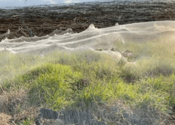 عناكب نهاية العالم أو الطيران بالخيوط ترعب استراليا