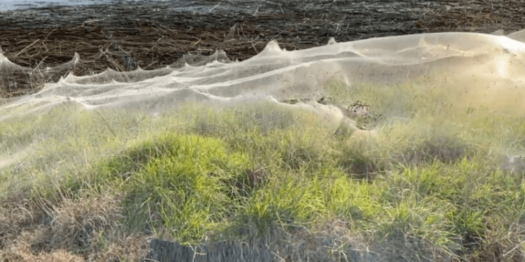 عناكب نهاية العالم أو الطيران بالخيوط ترعب استراليا