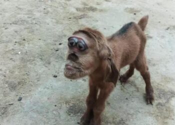 مصر.. ولادة ماعز بـ”رأس قرد” وطبيب بيطري يفسر الواقعة الغريبة!