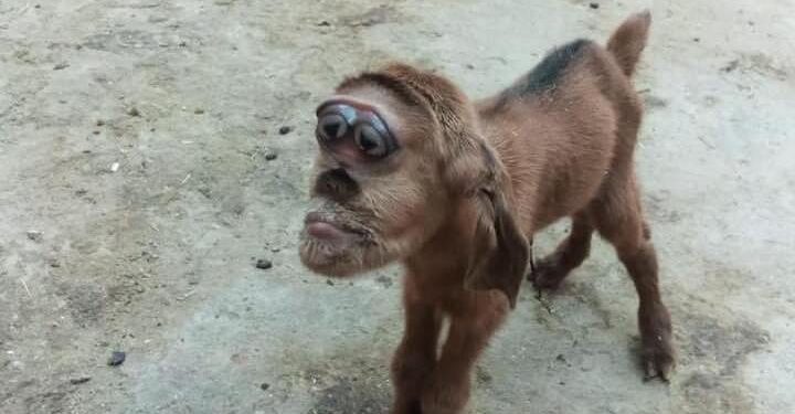 مصر.. ولادة ماعز بـ”رأس قرد” وطبيب بيطري يفسر الواقعة الغريبة!