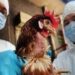 رصد 3 إصابات بسلالة “H5N6” عالية العدوى من “إنفلونزا الطيور” في الصين