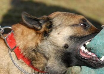 كلاب شرسة تنهي حياة سيدة بالبرازيل