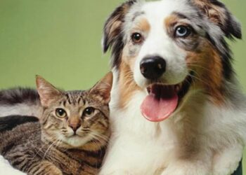 الحكومة البريطانية توافق على إجلاء الكلاب والقطط من كابل