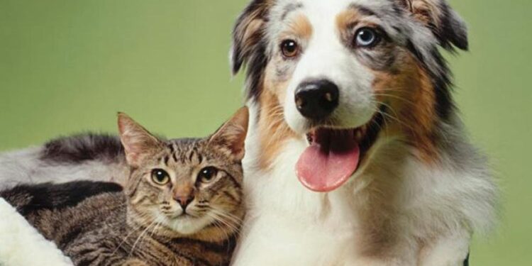 الحكومة البريطانية توافق على إجلاء الكلاب والقطط من كابل