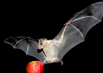 أول وفاة بفيروس ماربورغ القاتل في جنوب أفريقيا