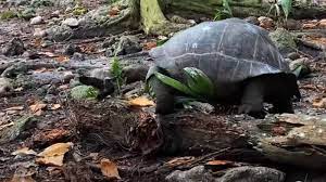 سلحفاة نباتية تتحدى المألوف بافتراسها طائرا صغيرا – فيديو