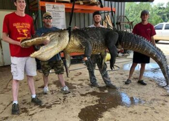 اختراع يعود لآلاف السنين ظهر في بطن تمساح عملاق..