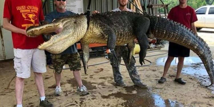 اختراع يعود لآلاف السنين ظهر في بطن تمساح عملاق..