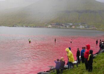 نحر 1,5 ألف دلفين في مهرجان صيد تقليدي قبالة جزر فارو الدنماركية