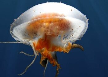 اكتشاف مخلوقات بحرية “من عالم آخر” في أنتاركتيكا