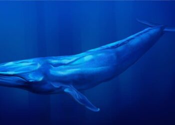 الوجبة اليومية للحوت الأزرق 16 طنا من القشريات