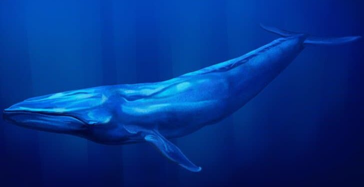 الوجبة اليومية للحوت الأزرق 16 طنا من القشريات