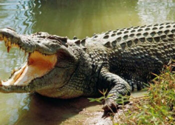 انقضاض تمساح على سائح اعتقد الأخير أنه بلاستيكي