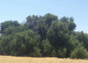 تونس .. شجرة زيتون عمرها 900 عام وتعطي كل عام زيتا مدرارا