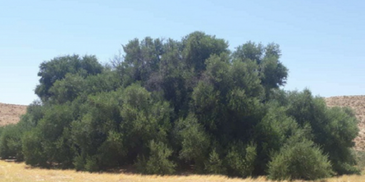 تونس .. شجرة زيتون عمرها 900 عام وتعطي كل عام زيتا مدرارا