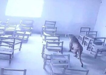 الهند .. فهد يهاجم أحد الطلاب ويقتحم فصلا دراسيا – فيديو