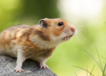 تقرير: تأثير أوميكرون على الهامستر السوري