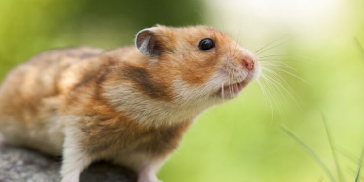 تقرير: تأثير أوميكرون على الهامستر السوري