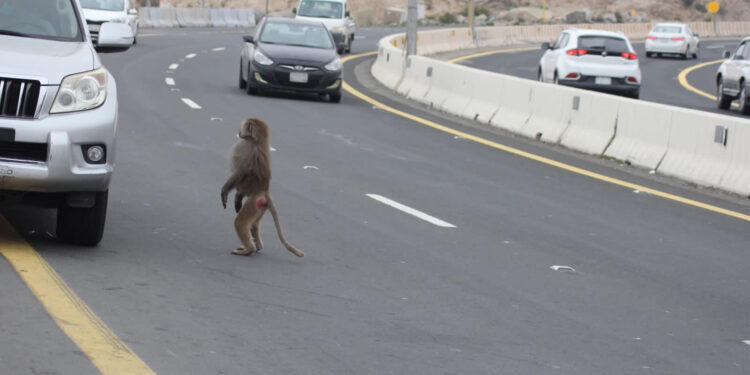 السعودية.. تكاثر قرود “البابون” في الطائف يخلق “مشكلة” ومطالبات بحلول