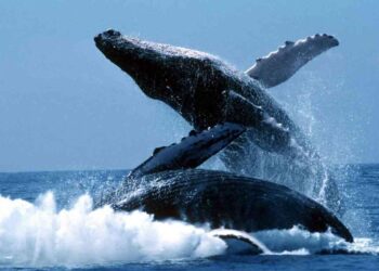 حيتان الأوركا القاتلة تهاجم أكبر مخلوقات الأرض (فيديو)