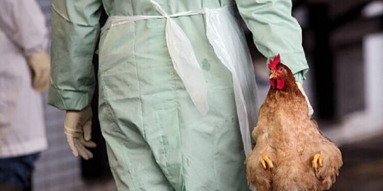 الولايات المتحدة.. إعدام 85 ألف طائر في ولاية داكوتا بسبب الإنفلونزا