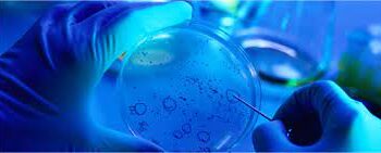 مخلوق صغير غريب لديه قواسم مشتركة مع أسلاف النمل