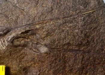 الصين ..اكتشافات أثرية جديدة يعود تاريخها إلى 420 مليون سنة شمال غربي البلاد