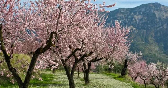 الجو ربيعياً حاراً نسبياً بين الصحو والغائم جزئياً وفرصة لهطل زخات رعدية من المطر فوق منطقة الجزيرة