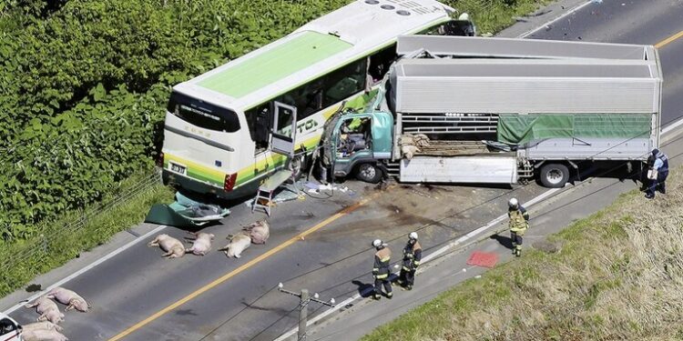 قتلى وجرحى باصطدام شاحنة تقل خنازير بحافلة ركاب في اليابان