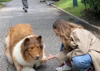 ياباني ينفق آلاف الدولارات ليتحول إلى.. كلب! (فيديو)