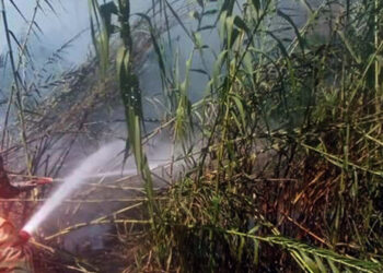 تضرر 60 دونماً جراء حريق في الأراضي الزراعية بقرية اسطامو بريف اللاذقية